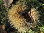 Stachliges